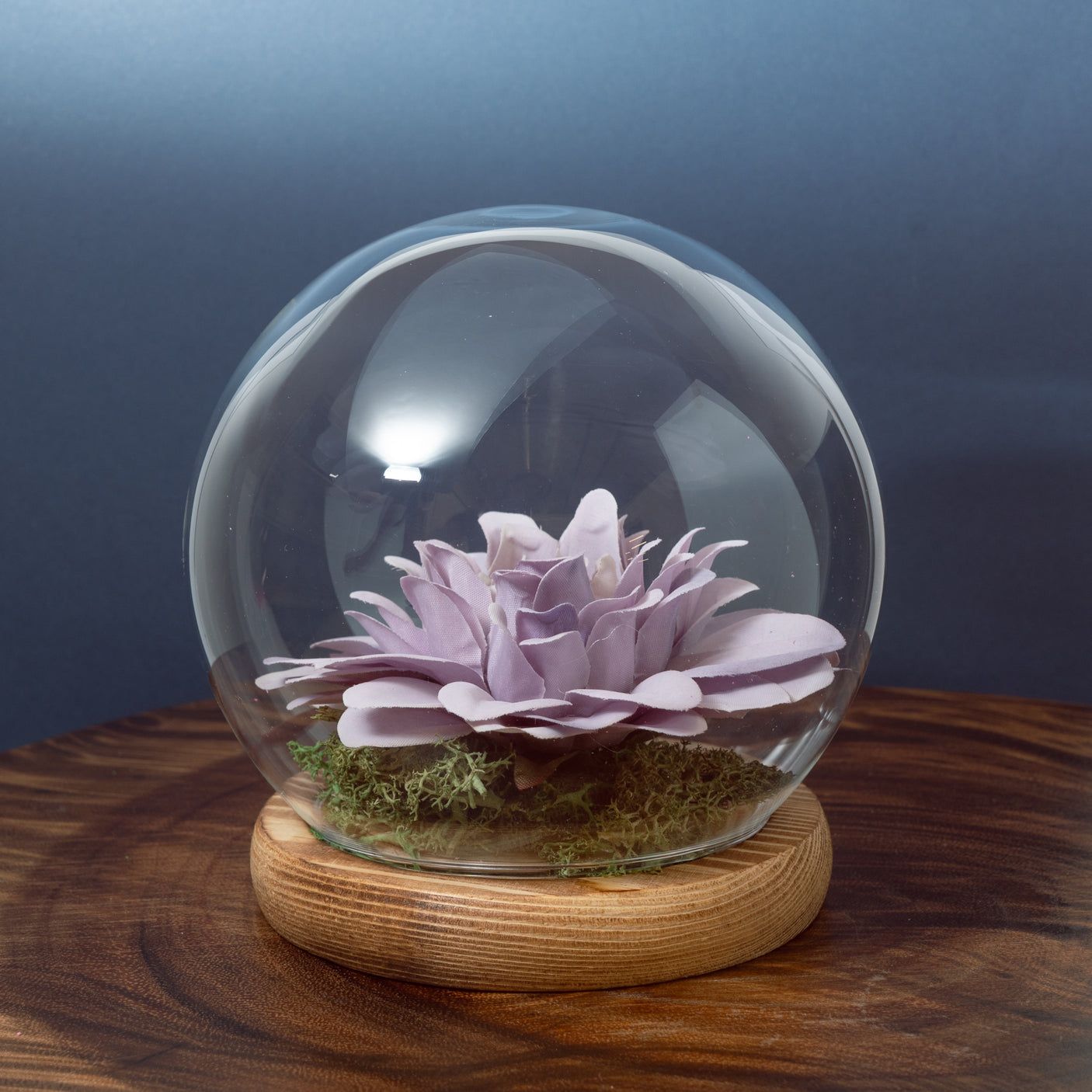 Cloche Bell Jar Terrarium with Wood Base