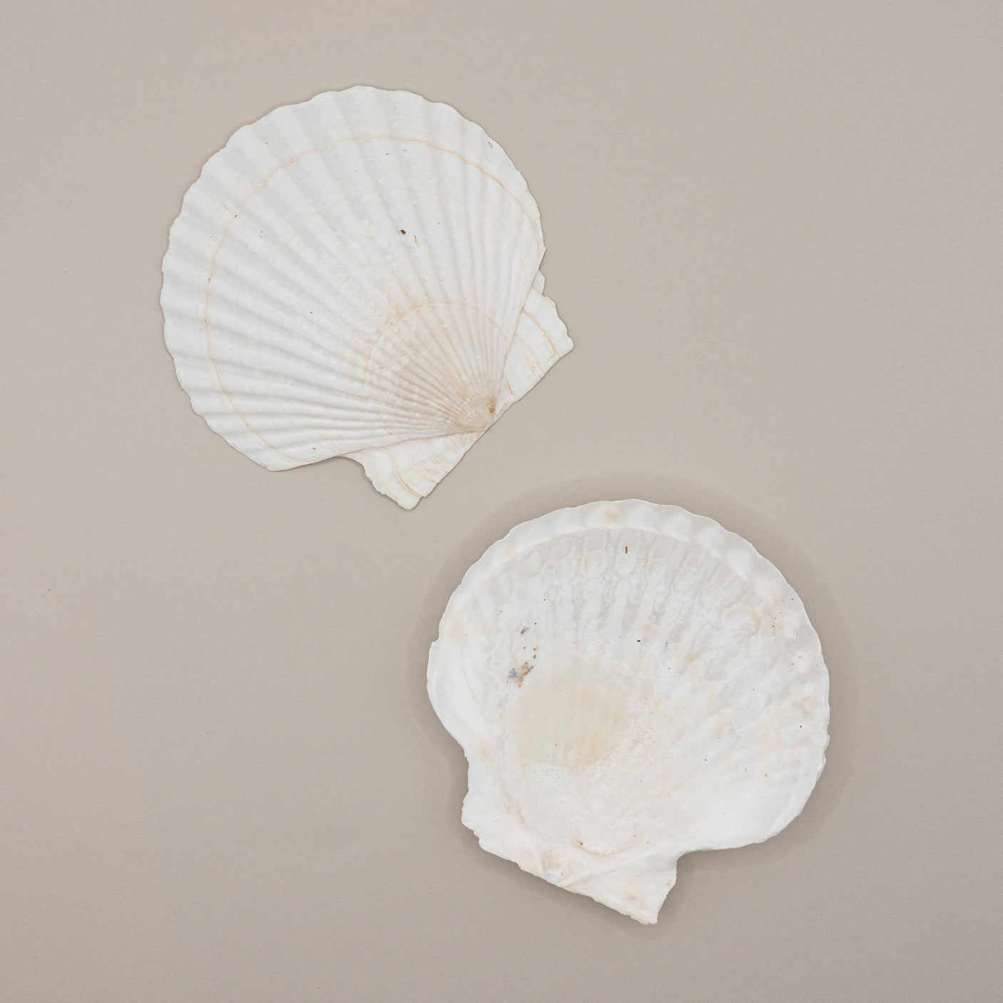 shells for DIY crafting