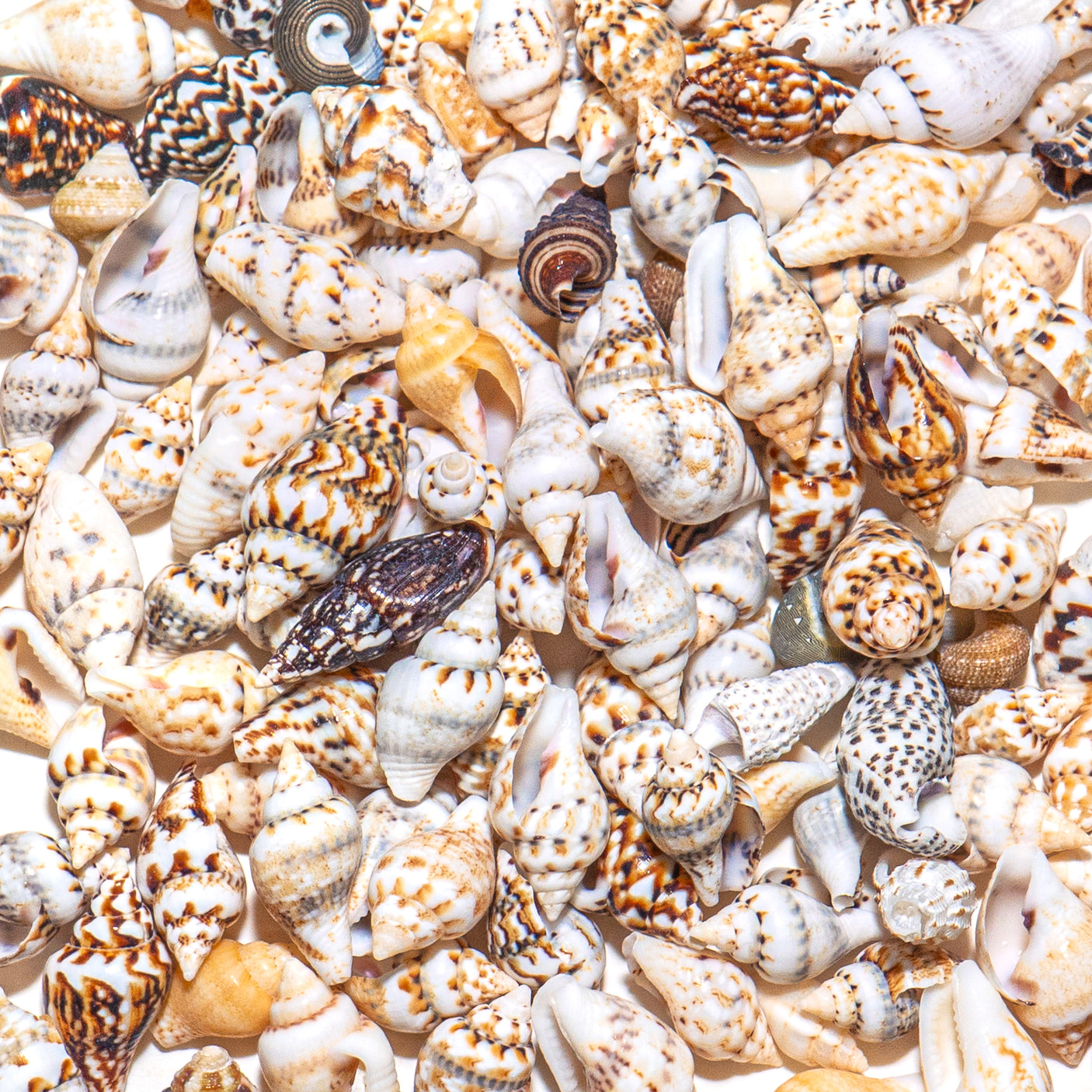 Mini Real Seashell Craft Mix