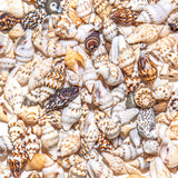 Mini Real Seashell Craft Mix