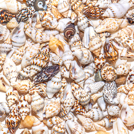 Mini Real Seashell Craft Mix