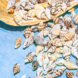 Mini Real Seashell Craft Mix