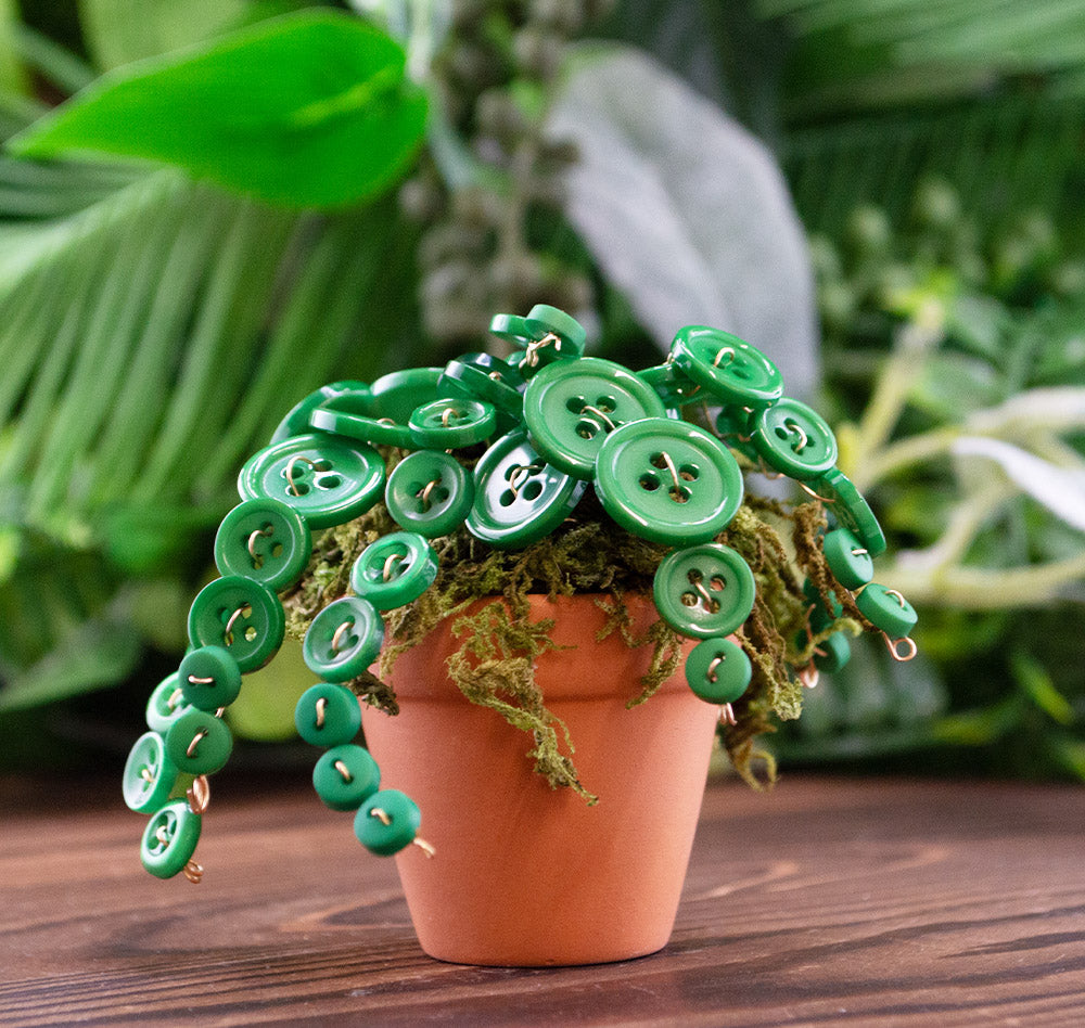 Fern Fancy Button Plant Kit